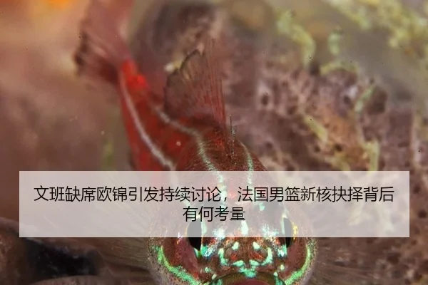 文班缺席欧锦引发持续讨论，法国男篮新核抉择背后有何考量